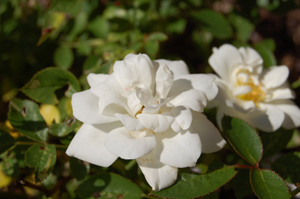 white cover rose